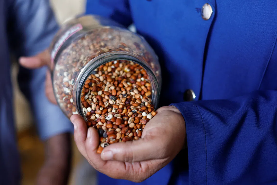Gaza seed bank helps farmers cultivate the little land they have left