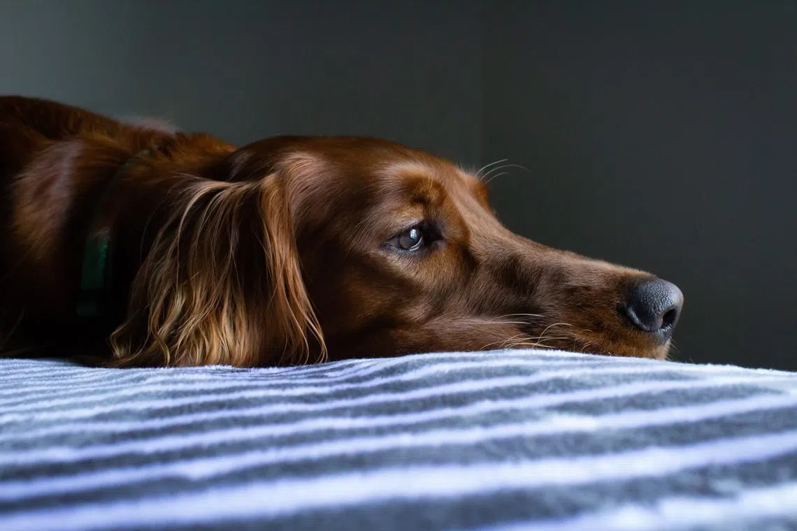 Anxious pets may exhibit “displacement behaviours” – where they do things that do not make sense in the situation they are in. 