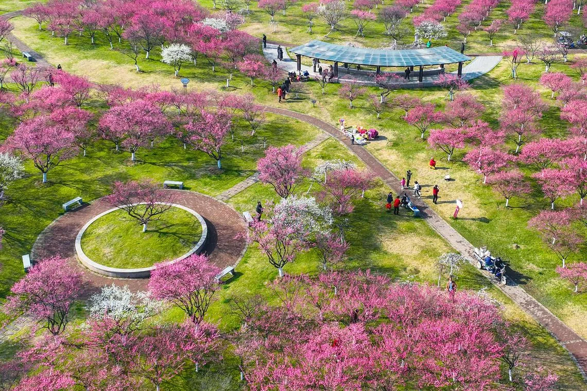 Plum trees are in full bloom at Chao Mountain Scenic Area in Hangzhou, China.
