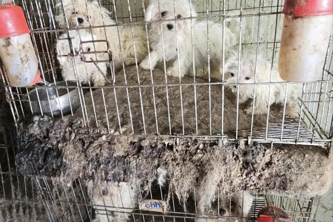An illegal breeding facility in in Jinan-gun city, 195km south of Seoul, raided by animal rights activities and the authorities early in May,