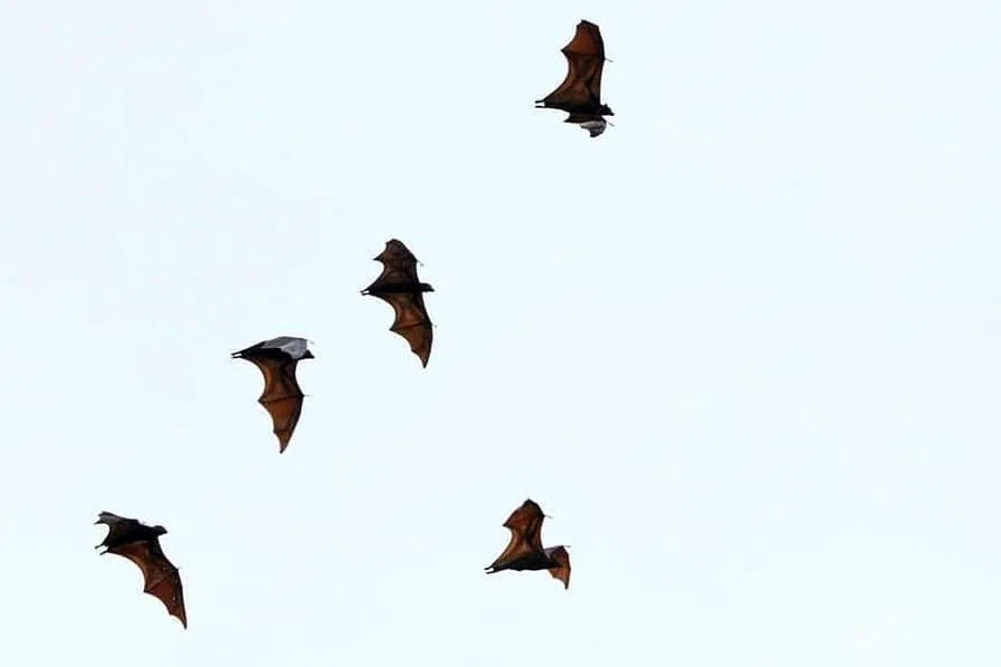 We’ve been underestimating flying foxes