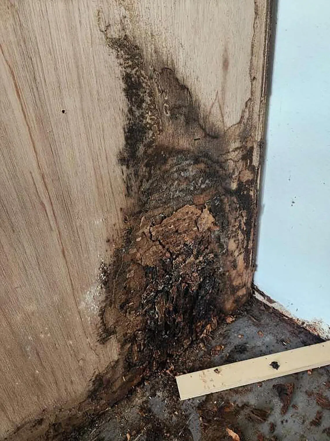 Glenford Tan Ming Loon and his wife Vivien Loo Hwee-Wen discovered termites in their fifth-floor unit at Freesia Woods in December 2023.