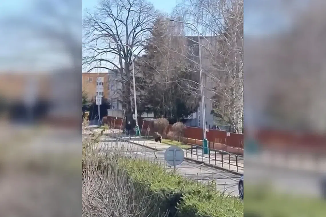 A bear runs down the street in Slovakia's Liptovsky Mikulas, in a video uploaded to social media.