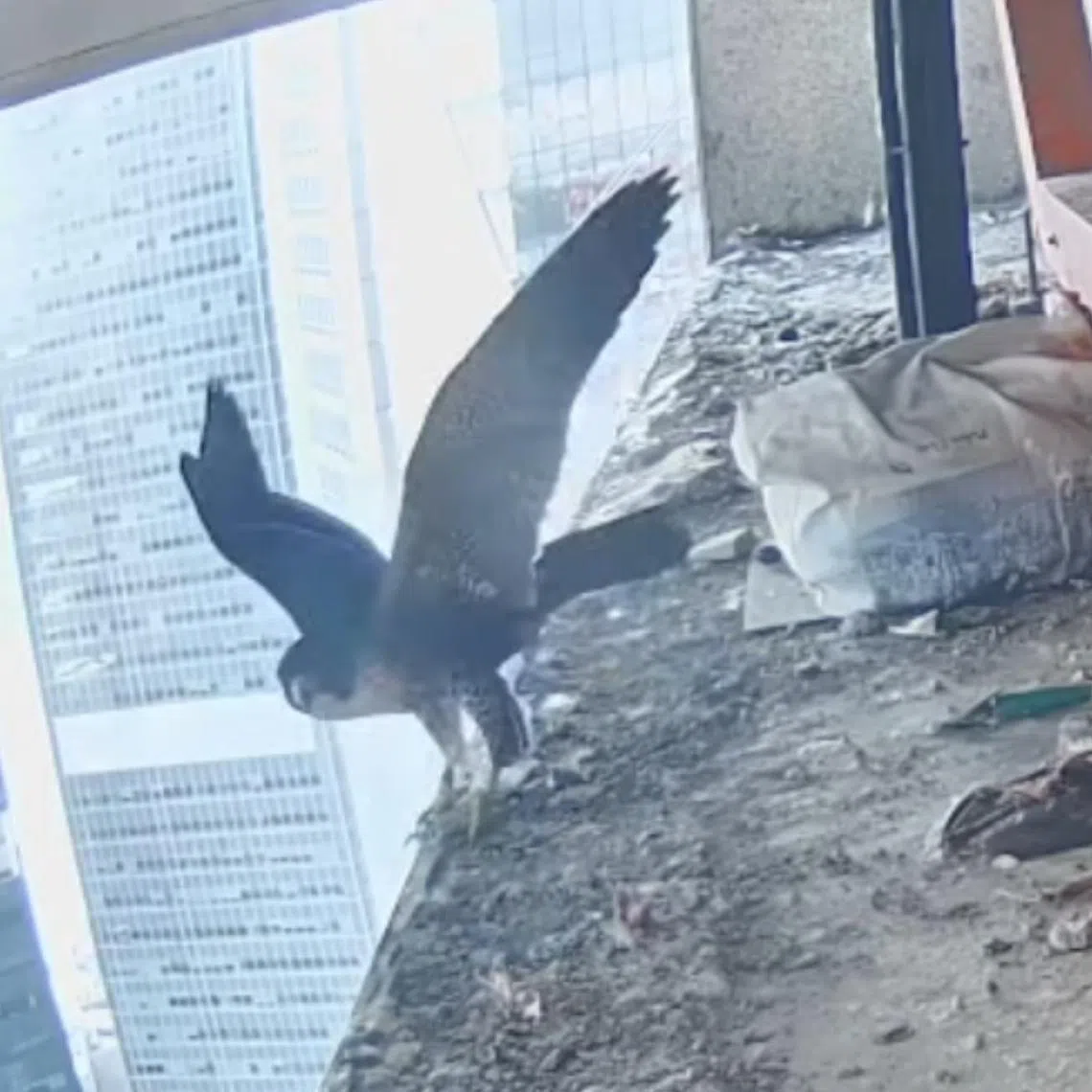 At about 8.19am on March 4, one of the falcon chicks can be seen flapping its wings, before briefly taking to the air as it flies off-camera.
