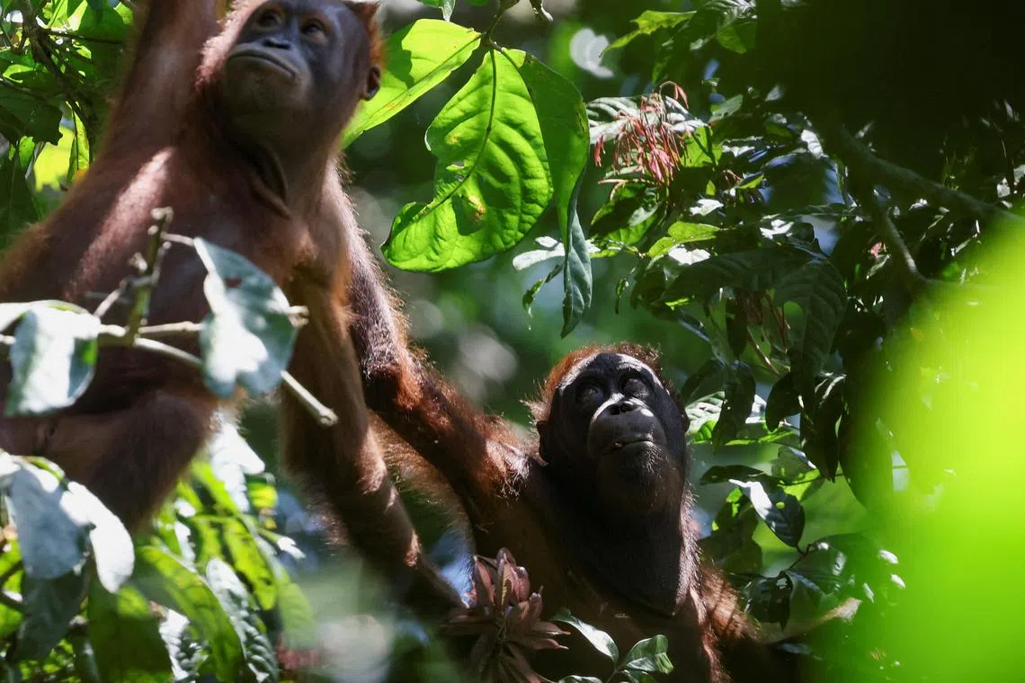 FILE PHOTO: Juvenile wild Bornean orangutans swing from tree to tree searching for food in Sepilok, Malaysia August 17, 2024. REUTERS/Hasnoor Hussain/File Photo