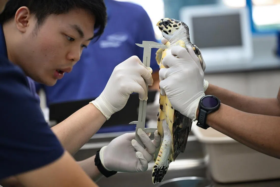 ST20260610-202652300600-Lim Yaohui-Ang Qing-aqocean/

Finn Cheng Wei Jian, 27, Animal Care Specialist, with one of the four Hawksbill sea turtles undergoing morphometric examinations (to measure their size) inside the Veterinary Centre at Singapore Oceanarium on June 10, 2026. 

Behind the scenes of Singapore Oceanarium’s Animal Care Centres and explore how one of Asia’s leading aquarium-based conservation institution is combining science, conservation, and community engagement, setting new global standards for how aquariums can breed and care for animals and protect our oceans.

(ST PHOTO: LIM YAOHUI)
