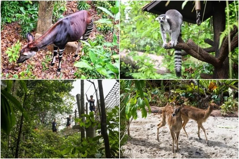 The latest attraction is inspired by African landscapes and features the endangered Okapi (top left).