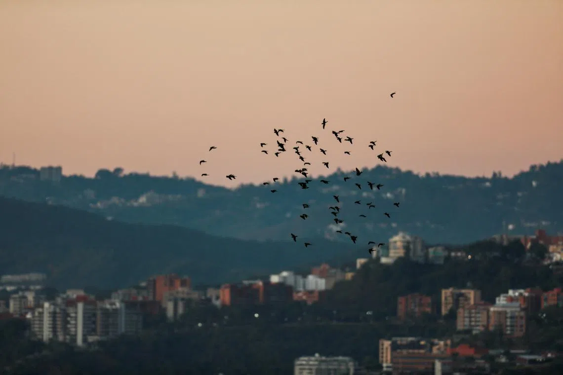 Birds fly over Caracas, on the day of the inauguration of Venezuela's President Nicolas Maduro for a third six-year term in Caracas, Venezuela January 10, 2025. REUTERS/Leonardo Fernandez Viloria