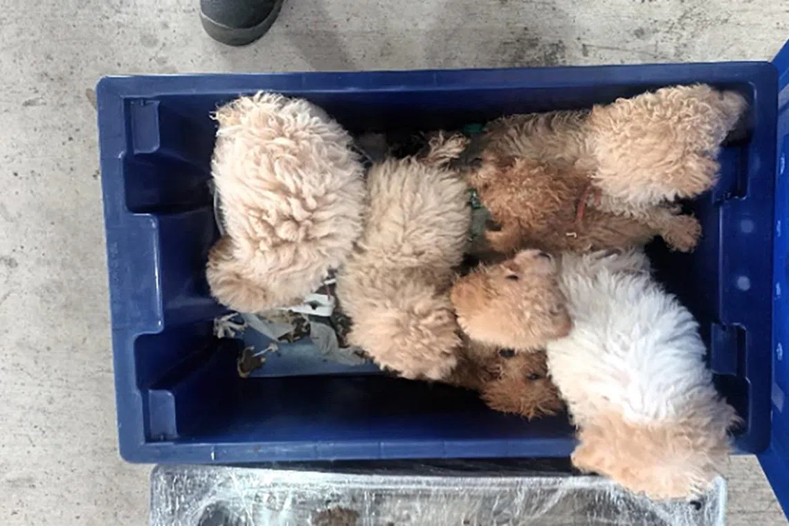 The animals were placed into boxes, containers and laundry bags which were zipped up.
