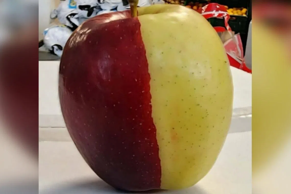 Also known as a chimera apple, the fruit resulted from a genetic mutation that causes the apple to form from cells from two different genetic backgrounds.