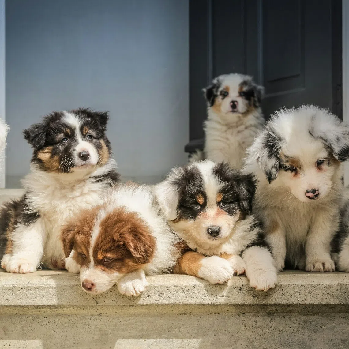 Estimating the number of puppy farms in Britain is difficult because they are largely unlicenced and operate in the shadows, animal rights charities say.