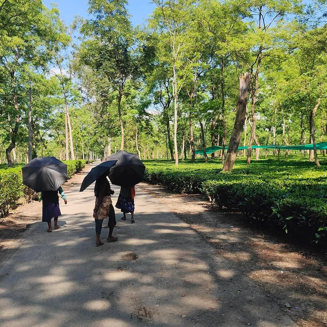 Chota Tingrai’s tea bushes. The section on the right with additional shading produces tea leaves used to make matcha at this tea estate in India’s Assam state.