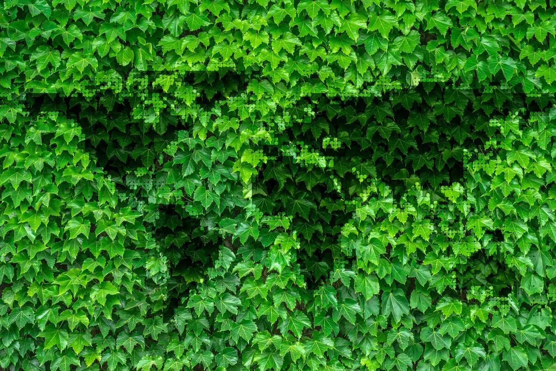 Leaves.