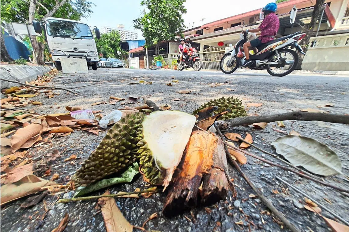 Durian skin is adding to the dengue problem and proper disposal will help reduce it. 