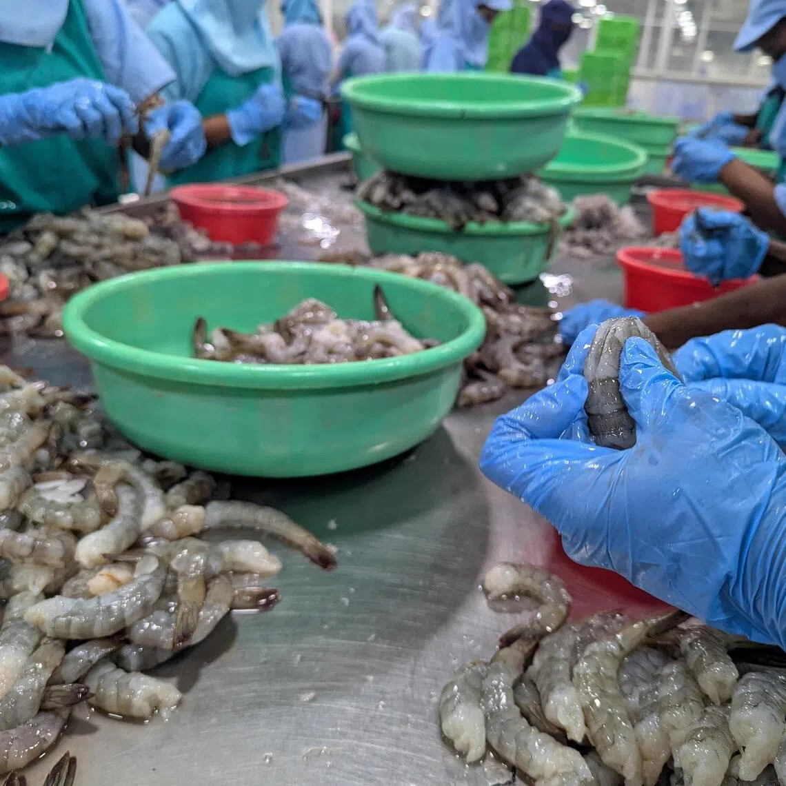 Shrimp accounts for two-thirds of India’s seafood exports, making the shellfish the backbone of Indian marine trade. 