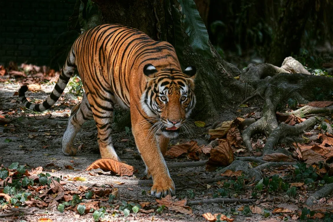 The man, an operator of heavy machinery, was attacked by a tiger while on his way to the toilet of the Bagan Balak shared residence.
