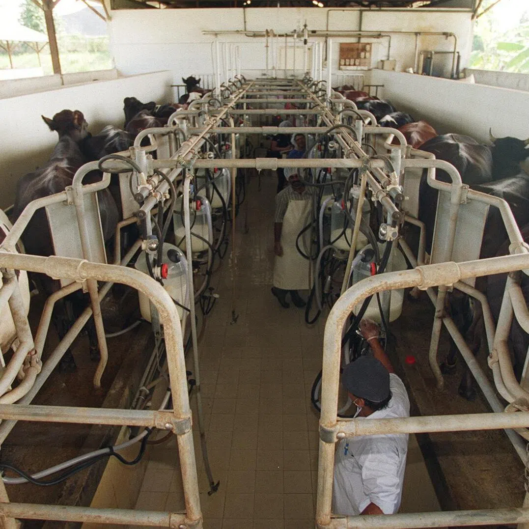 Cows-a-milking: The cows stand in line patiently
as their milk is extracted with vacuum suction
cups. Up to 16 cows can be milked at any
one time at this high-tech milking facility
in Toby Farm.