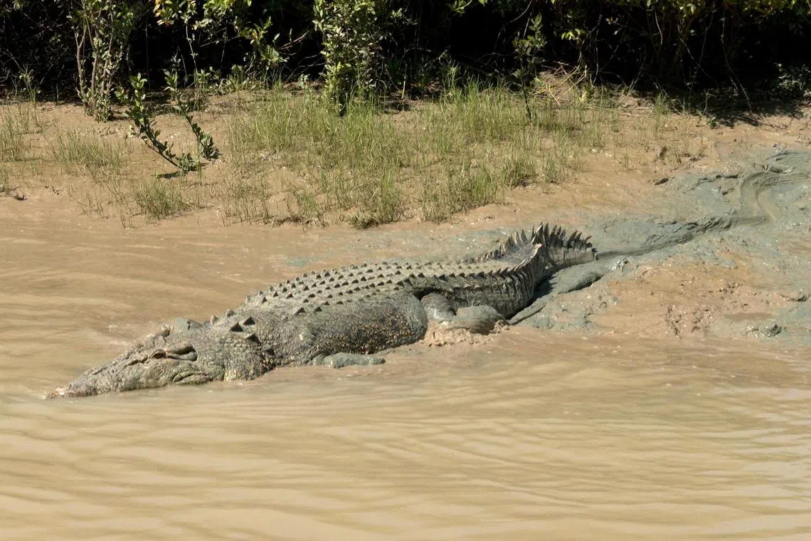A woman in Indonesia was killed by a crocodile while bathing in a river.