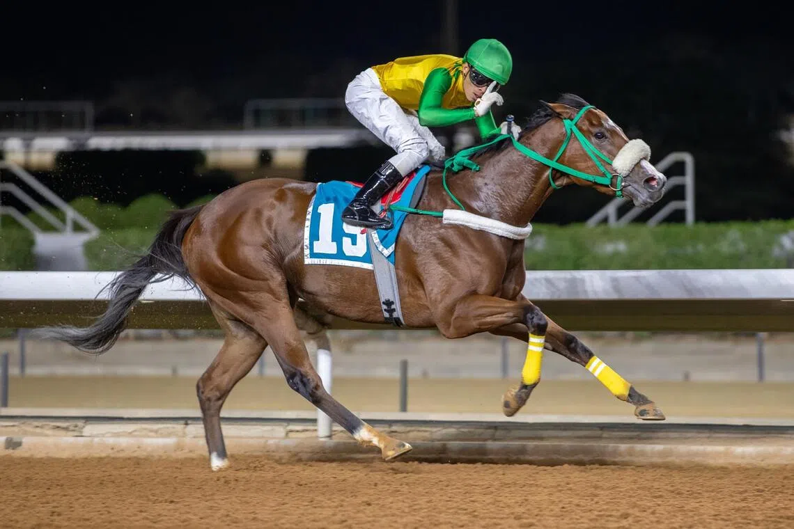 Saudi-based Panamanian jockey Alexis Moreno boasts one win from two rides aboard five-time winner Alfaisaleyah when they combined to take a fillies race over 1,400m at King Abdulaziz racecourse, Riyadh on Oct 28, 2023. They reunite with solid claims in Race 5 at the same course on Oct 30.
