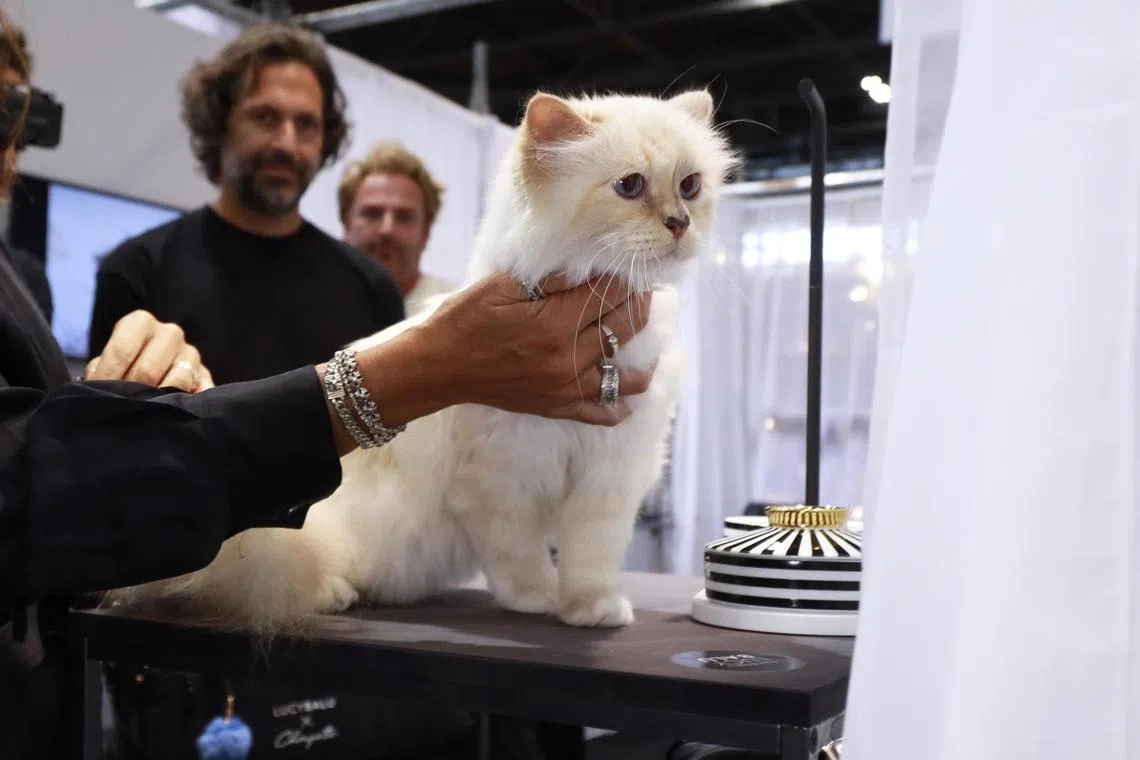 PARIS, FRANCE - SEPTEMBER 09: Choupette is pictured on the LucyBalu stand during the LucyBalu Product Presentation at Paris Nord Villepinte on September 09, 2022 in Paris, France. (Photo by Julien M. Hekimian/Getty Images For LucyBalu x Choupette)