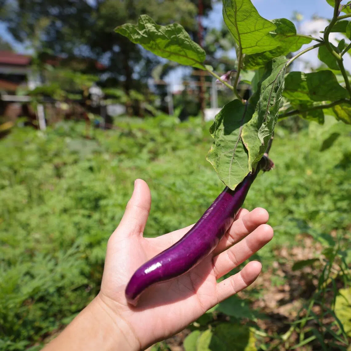 A private home in Bukit Timah has been turned into the farm, with vegetables like eggplant growing on the land, and fish growing in the swimming pool.