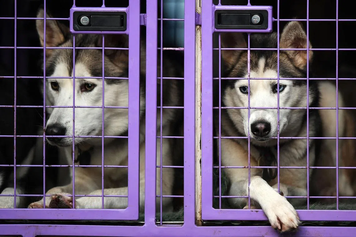 Husky dogs sit in a cage prior to take part in the training session on forest tracks near Feshiebridge, Cairngorm, Scotland on Jan 26, 2023, ahead of the Siberian Husky Club of Great Britain 39th Annual Aviemore Sled Dog Rally. 