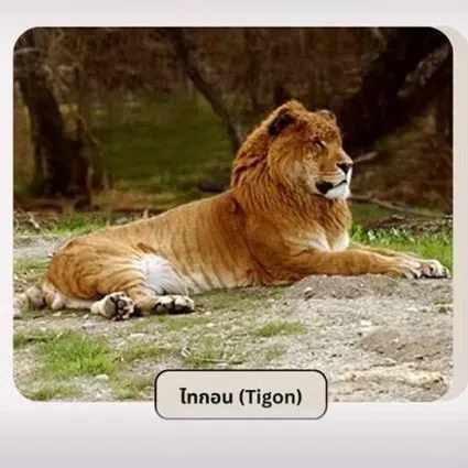 This is part of efforts to address legal loopholes, improve animal welfare, and enhance public safety.