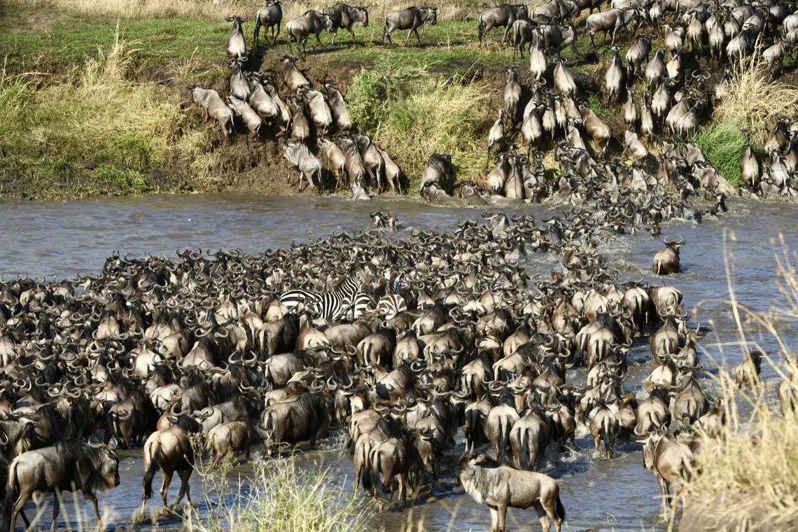 Wildebeest scrambling up the bank of the Mara River in Serengeti National Park. Erratic weather is leading to fewer animals migrating to Kenya, and staying for less time.