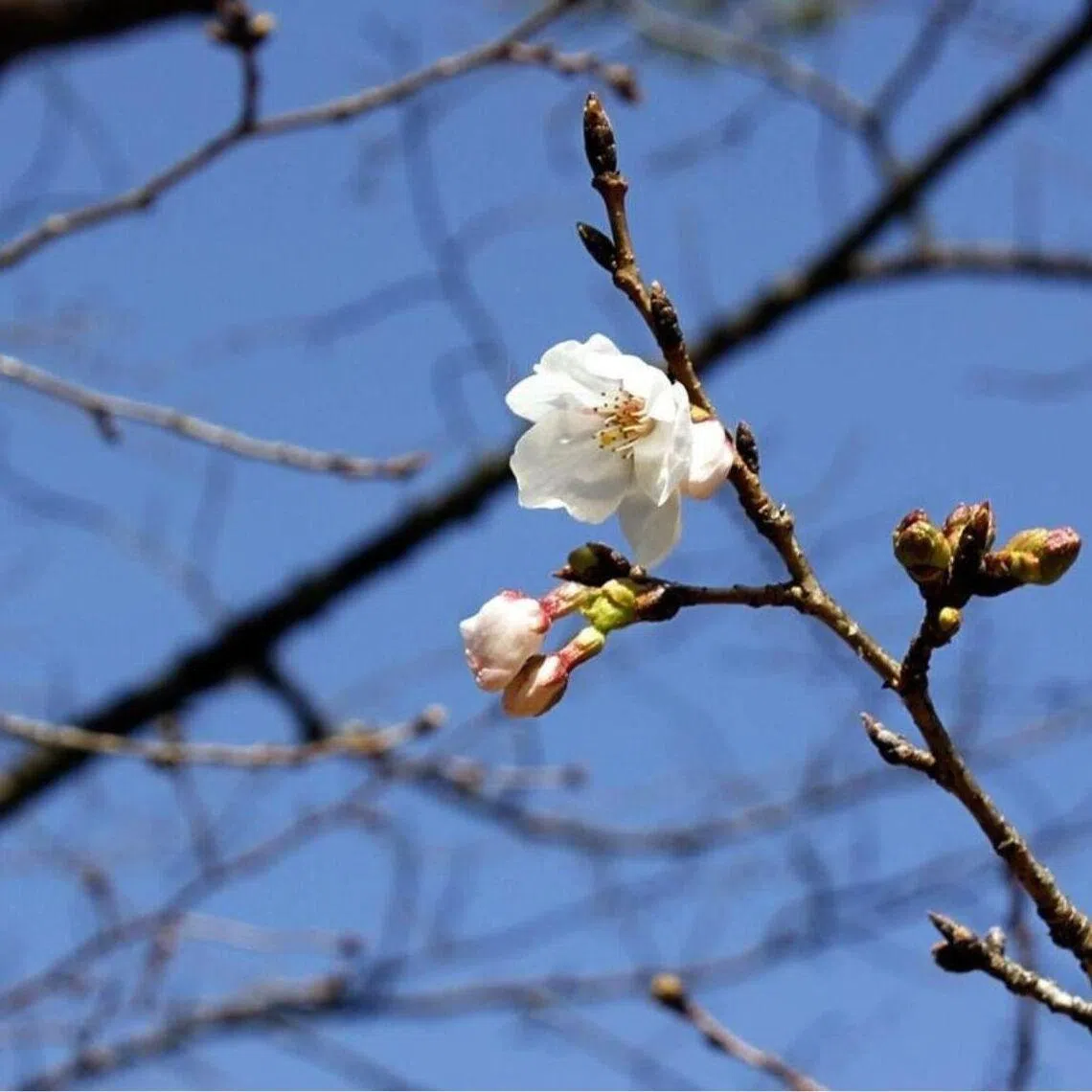 The observatory confirmed that six flowers bloomed on a tree located at the Kochi Castle in Kochi.