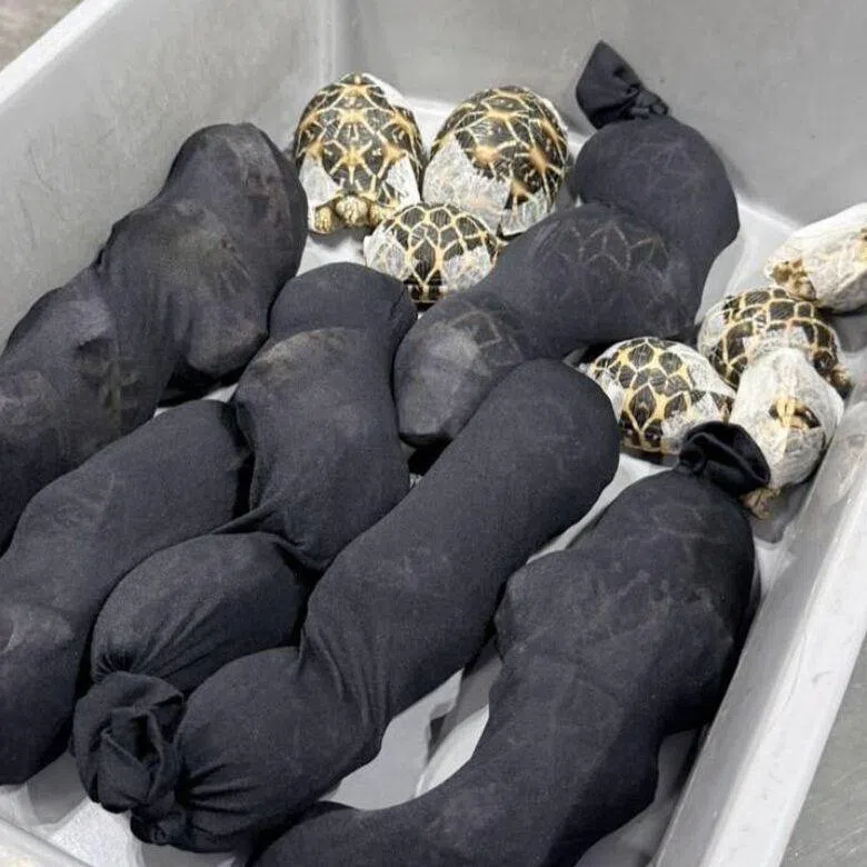 The tortoises were valued at about US$9,000 (S$11,500). 