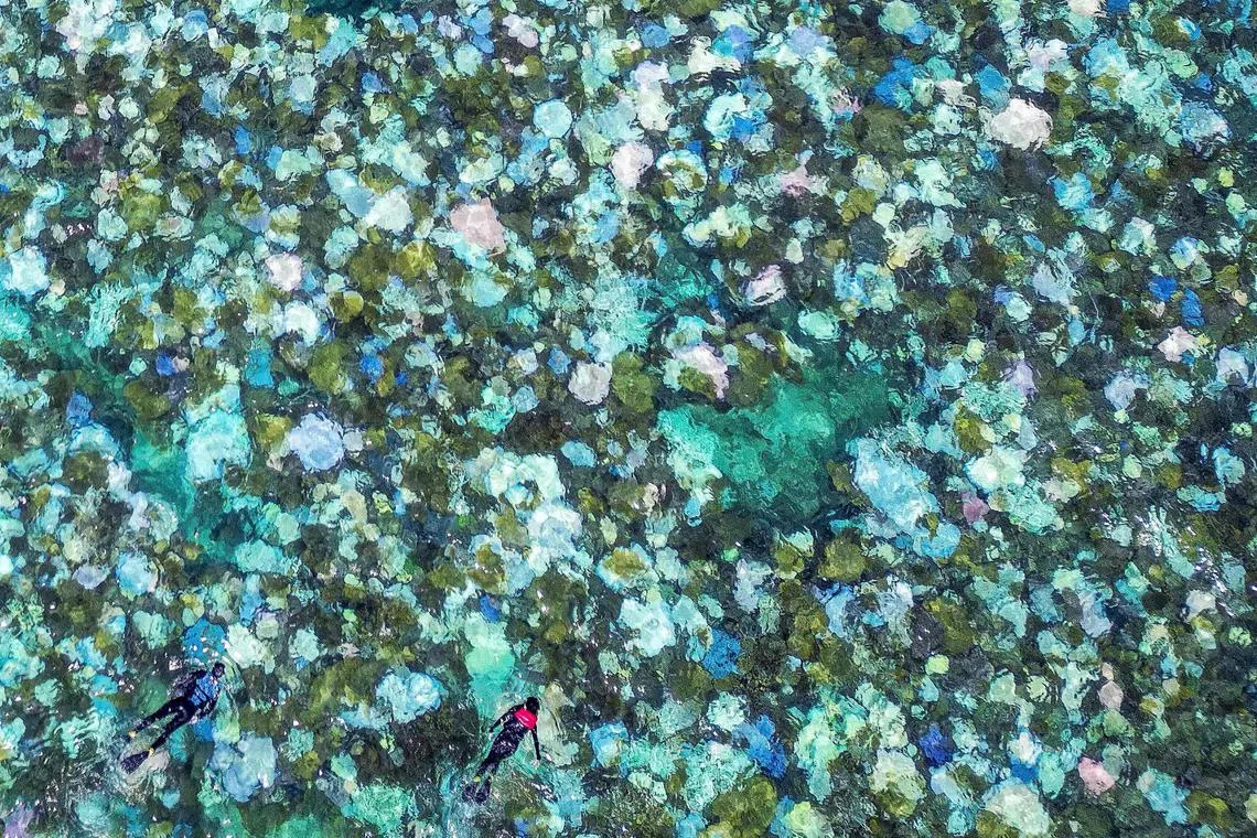 TOPSHOT - This aerial photo taken on April 5, 2024, shows tourists snorkelling above bleached and dead coral around Lizard Island on the Great Barrier Reef, located 270 kilometres (167 miles) north of the city of Cairns. Australia's famed Great Barrier Reef is teetering on the brink, suffering one of the most severe coral bleaching events on record -- the fifth in eight years -- and leaving scientists unsure about its survival. (Photo by DAVID GRAY / AFP) / To go with Australia-Climate-Conversation-Reef by Laura CHUNG