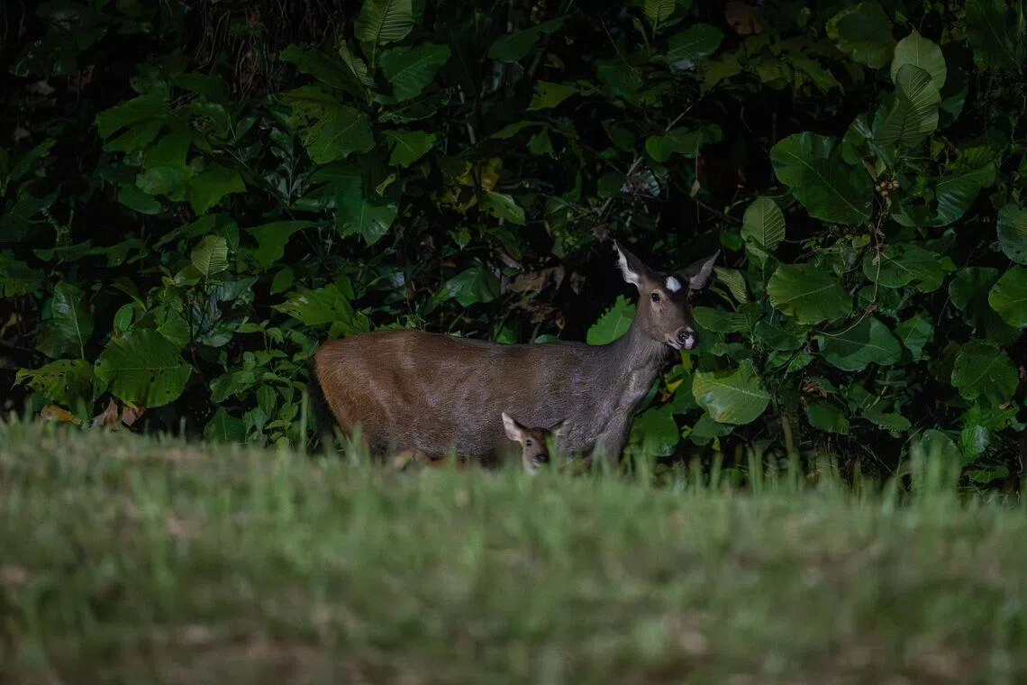 Rare sambar deer, nicknamed as White Dot, was spotted with her newborn on Feb 4. 