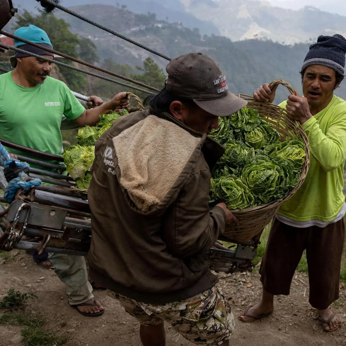 Farmers unload a basket of cabbages from a farm in Benguet province, in northern Philippines.
