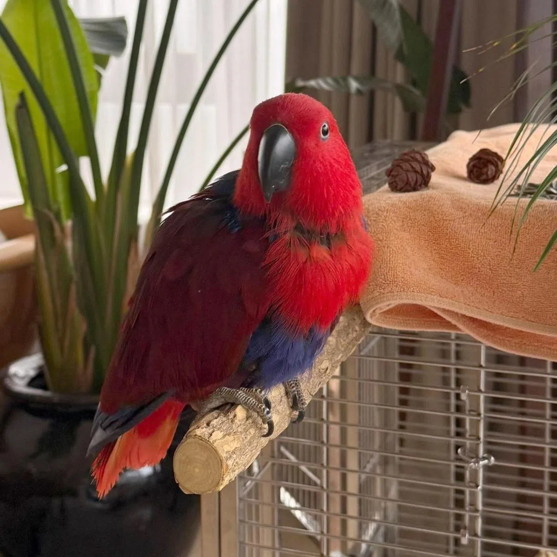 Cairns, a 14-year-old eclectus parrot, can say “hi”, “hello” and even “meow”.