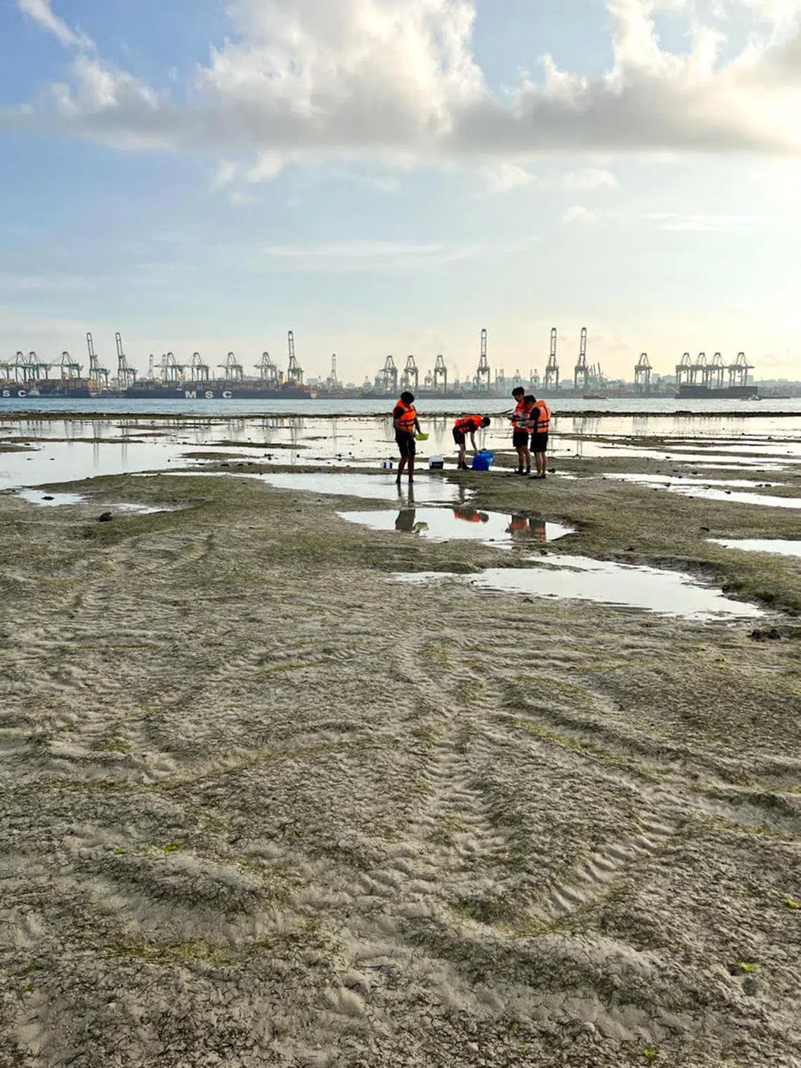 AUMARINE17 - Trilhas de alimentação de Dugong vistas nos prados de ervas marinhas do Cyrene Reef, localizado perto da ilha de Jurong. Crédito: Cortesia de Sirius Ng