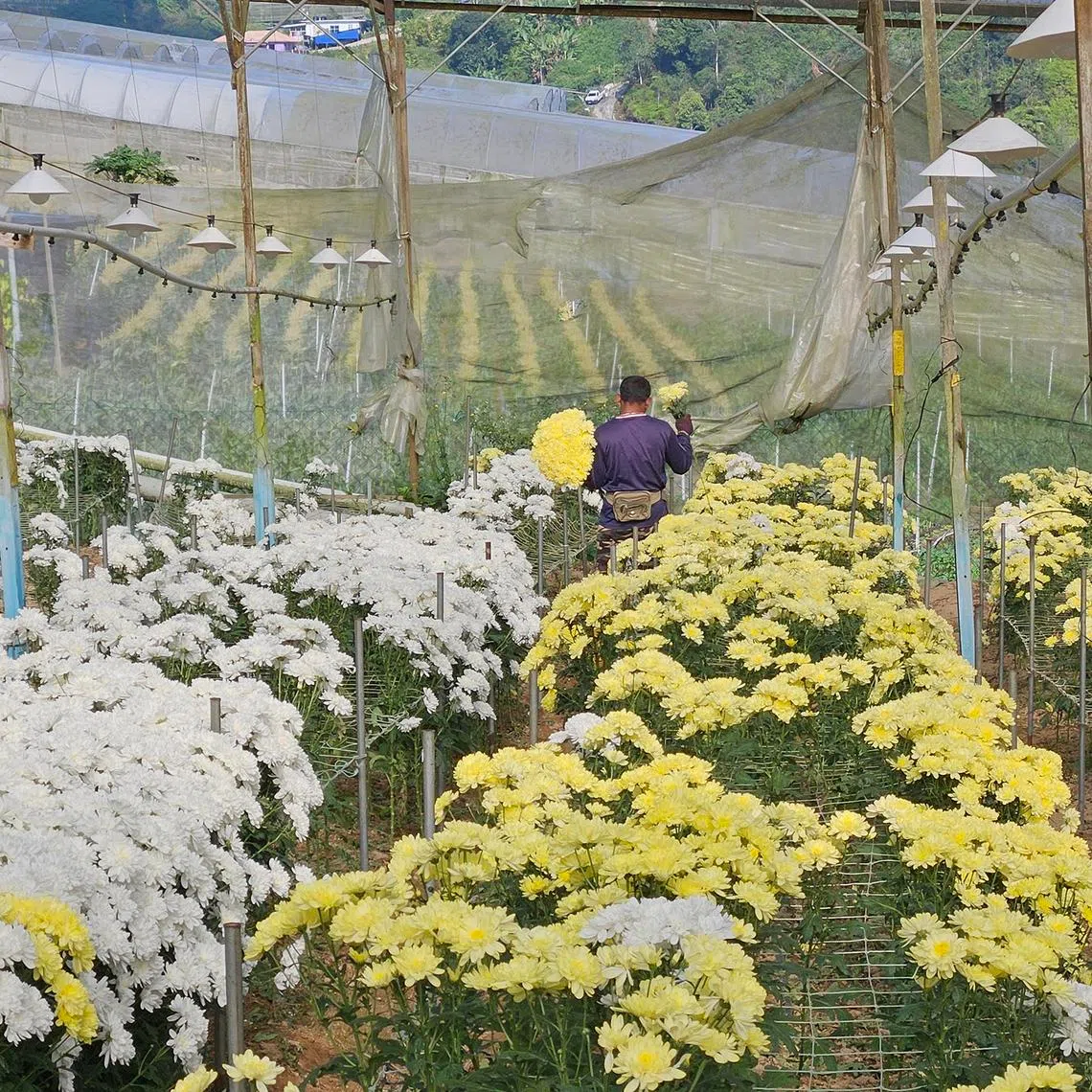 Flowers deprived of sunlight are unable to photosynthesise properly, resulting in smaller, weaker blooms that do not last long.