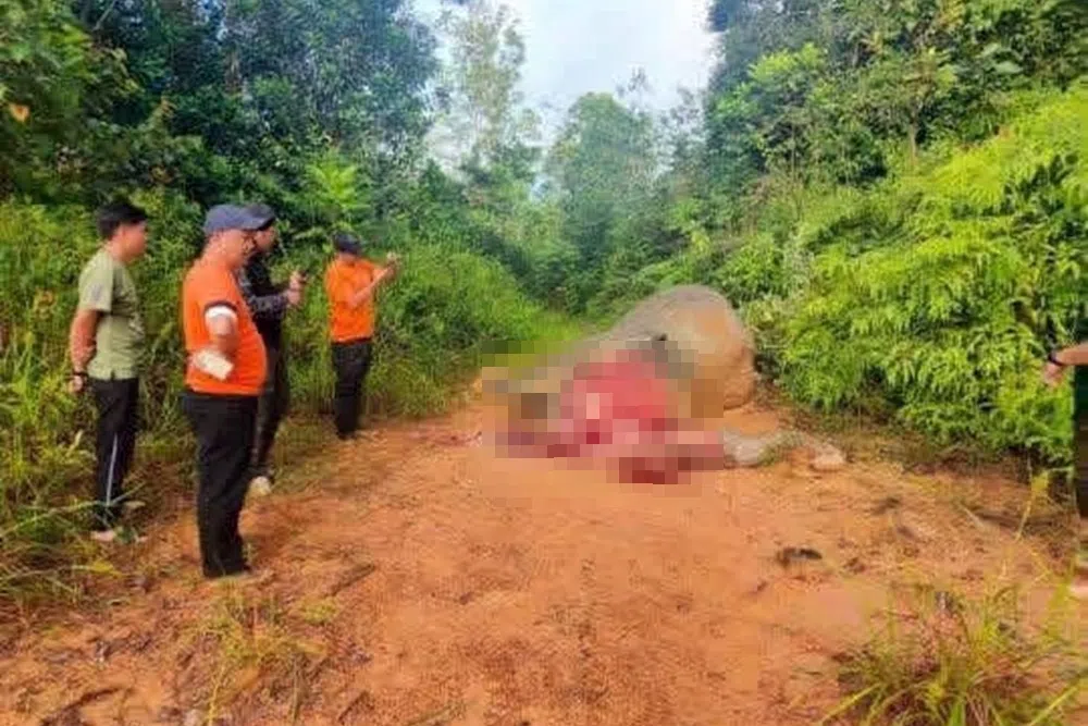 The elephant is believed to have been killed for its tusks.