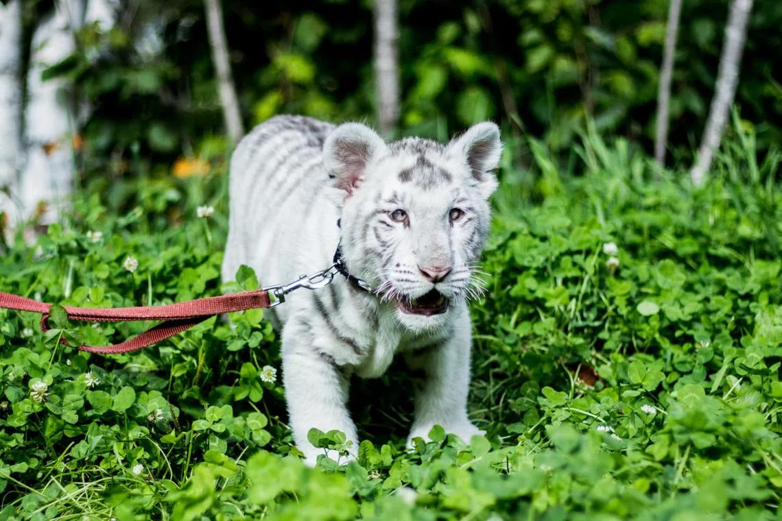 The four-month-old female cub, which was found beneath a garbage bin near the premises, was paralysed from the waist down. 