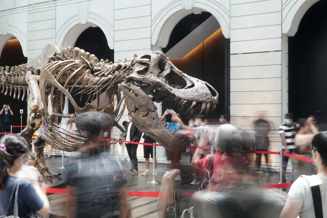 Visitors mill around a 1.4 tonne T-Rex skeleton named Shen during its exhibition at the Victoria Concert Hall, in an event organised by auction house Christie's Hong Kong, ahead of the first T-Rex auction in Asia, in Singapore, October 28, 2022. REUTERS/Travis Teo