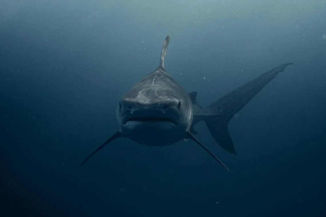 Australian scientists believe increasingly crowded waters and rising ocean temperatures are swaying sharks’ migratory patterns, which may be contributing to a rise in attacks.