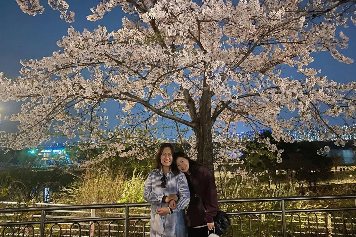 Ms Gabrielle Loh (left, with a visiting friend from Singapore), caught the brilliant display of cherry blossom trees this past spring in South Korea during a workation there. 


 