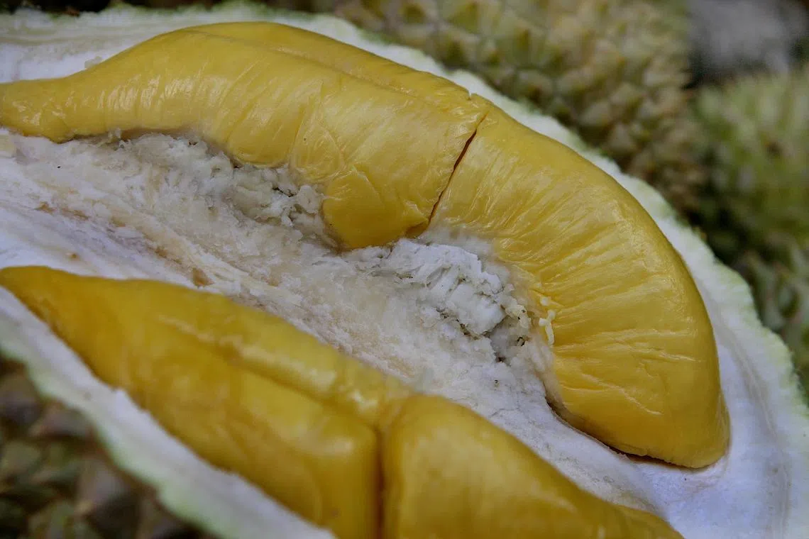 The Mao Shan Wang durian was first registered as an intellectual property under geographical indication (GI) on March 13, 2014.