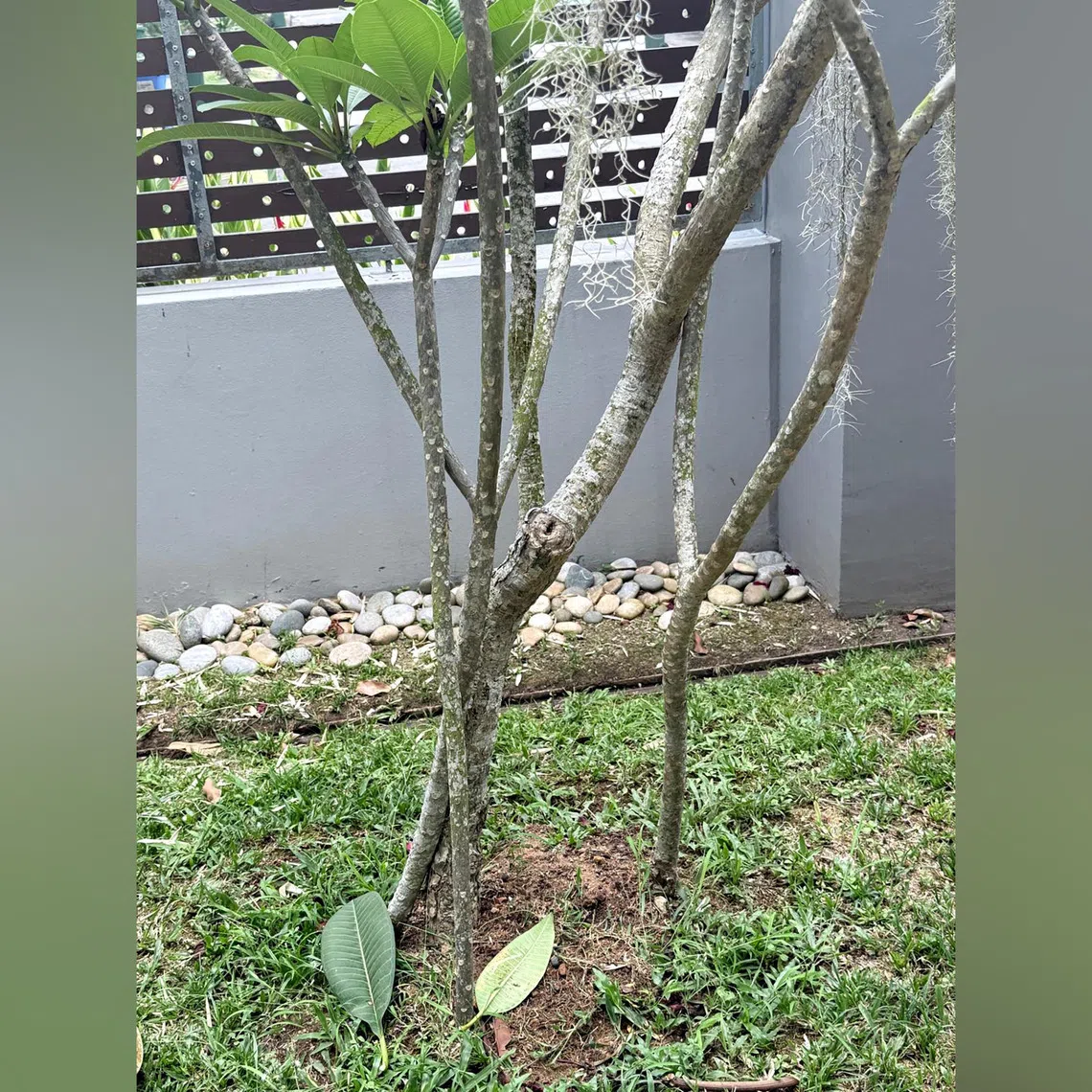 Frangipani plants should ideally be spaced about 3m apart.