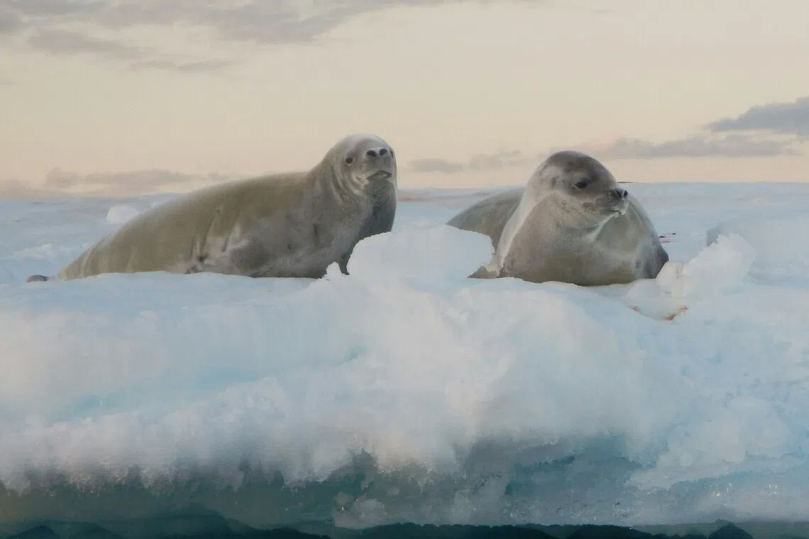 Arctic seals are coming under increasing threat, mainly due to climate change and human activity.