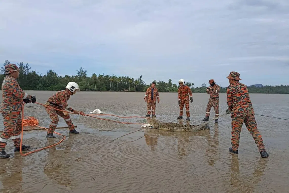 Sarawak Fire and Rescue Department officers trying to secure the reptile’s jaw with a rope before cutting up the net. 