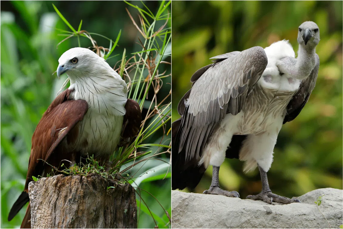 Some birds in Mandai Wildlife Reserve to be vaccinated against deadly bird flu in pilot