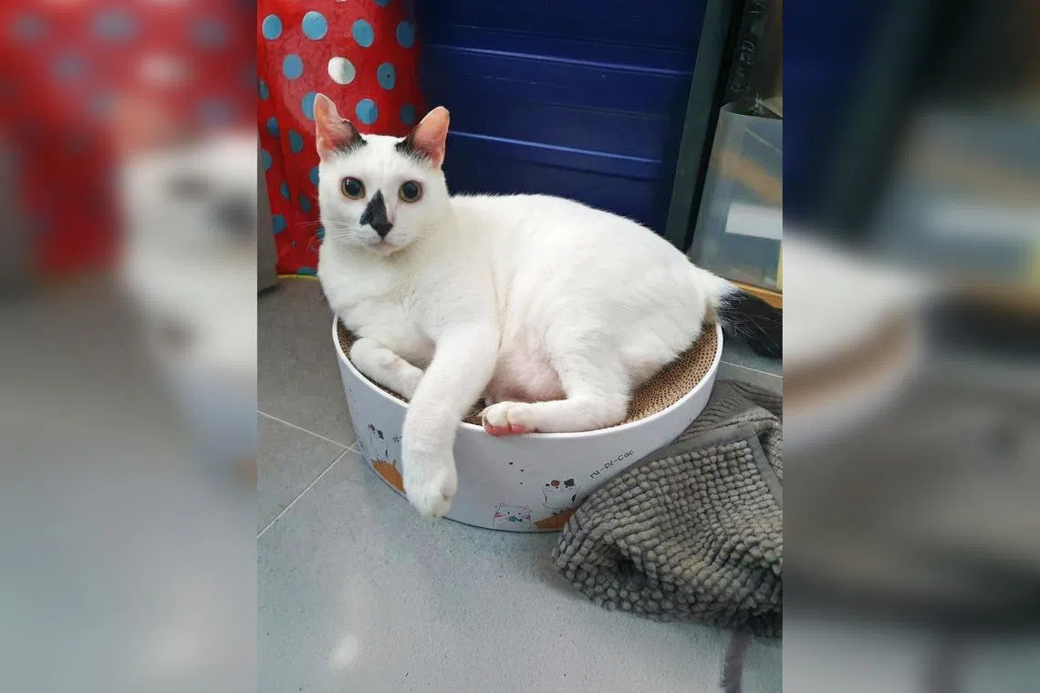 Kumo, a male white domestic shorthair, is looking for a forever home.