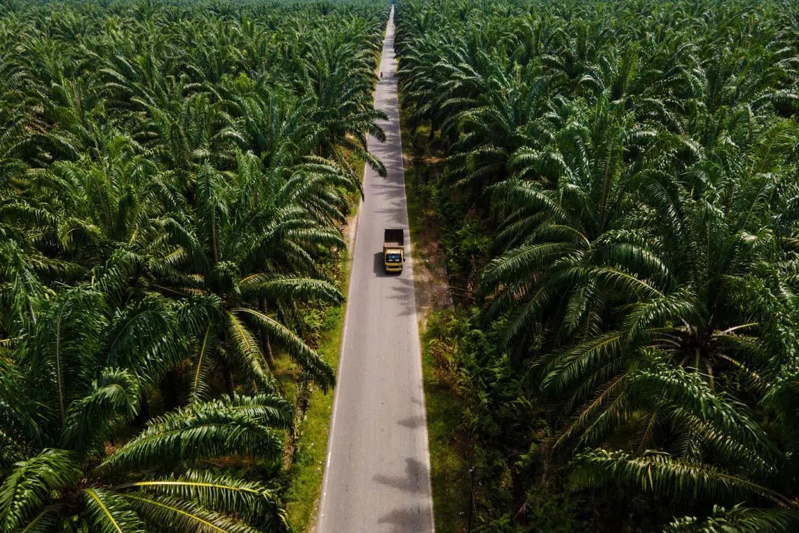 The justification is that palm oil helps to end dependence on imported diesel, while providing useful income for the country’s 2.6 million smallholder farmers.