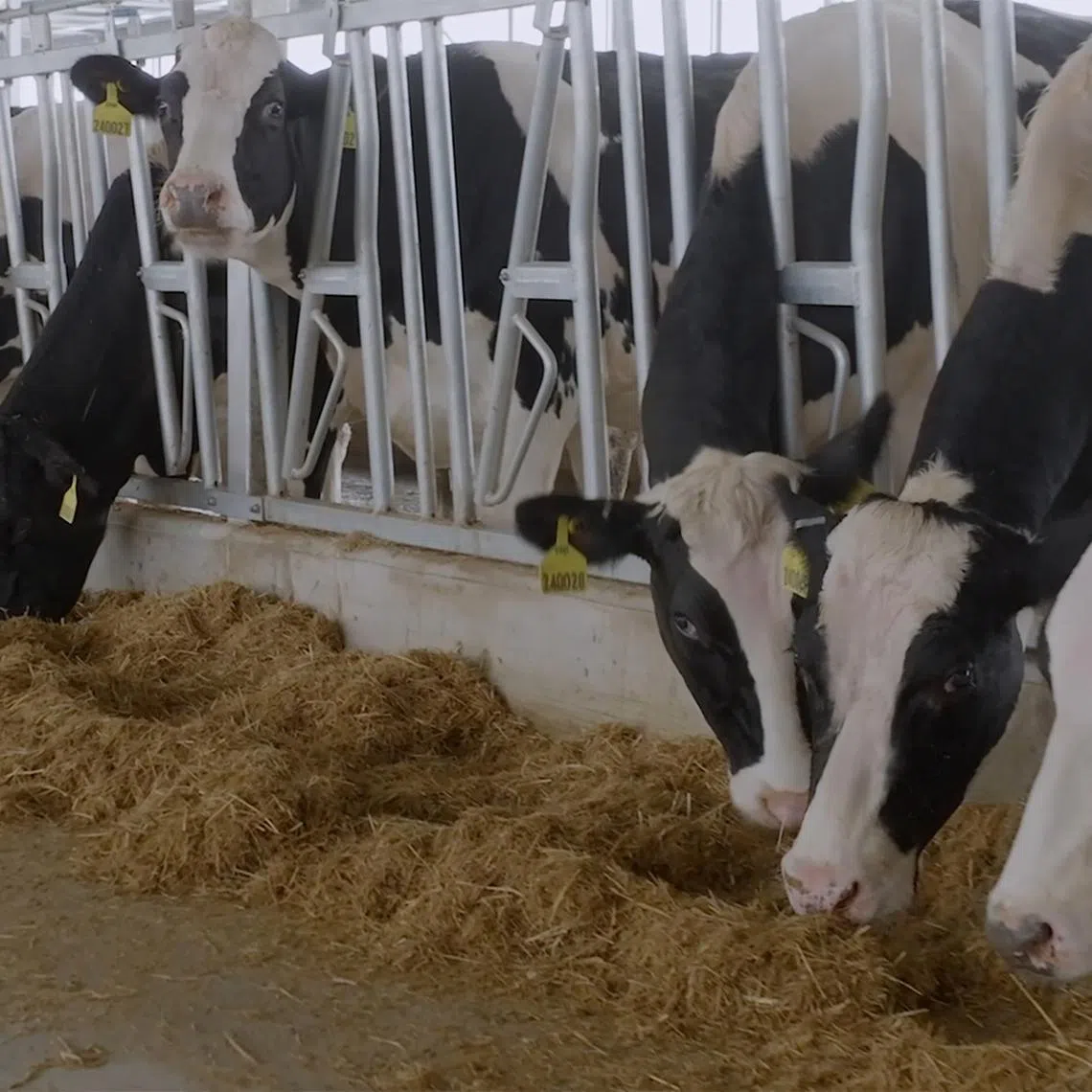 Besides its planned acquisition in Vietnam, F&N also received another batch of 2,500 dairy cattle in November in its farm in Malaysia (above).