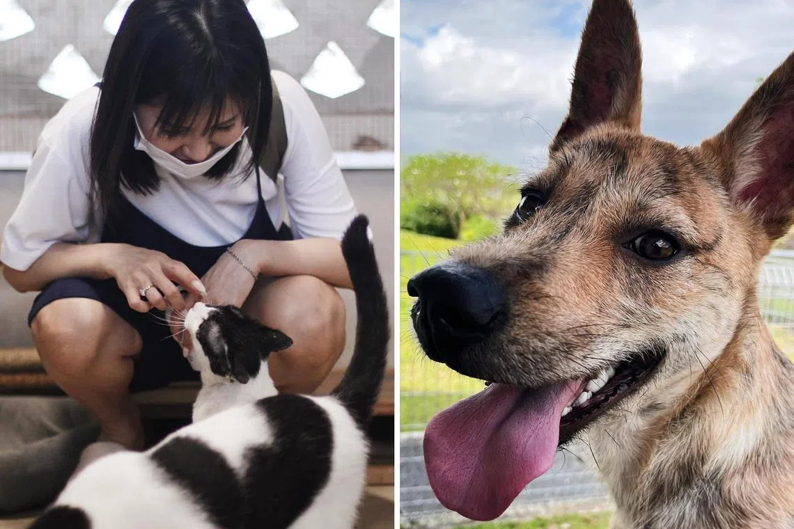 At SPCA's Pawsome Pawty, your family can visit its veterinary clinic and interact with animals at the shelter. 